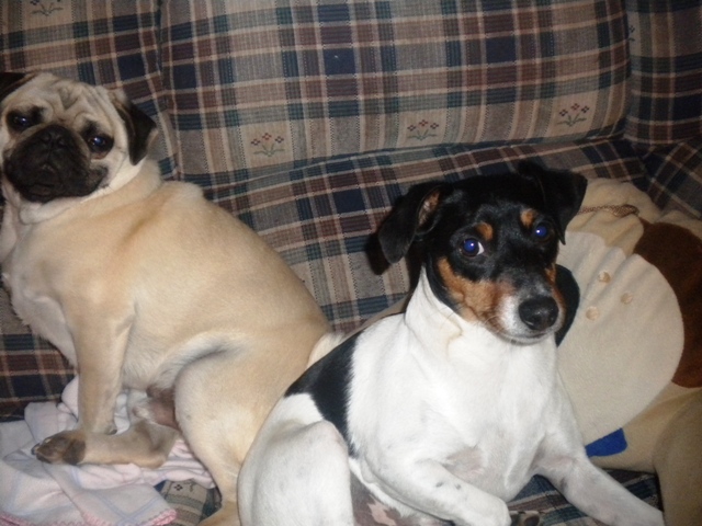 Pugsy and Taz