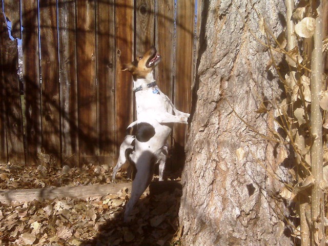 Daphne squirrel hunt