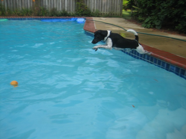 Hobbes diving for ball