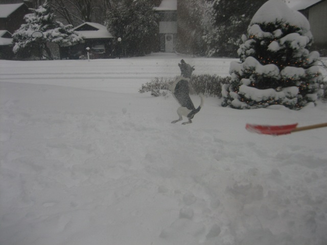 Hobbes leaping in the snow