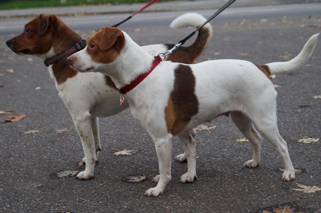 Oskar og Nikki