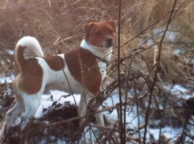 Crow's Point Kennel's Herman