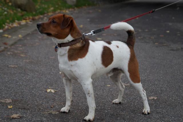 Crow's Point Kennel's Herman