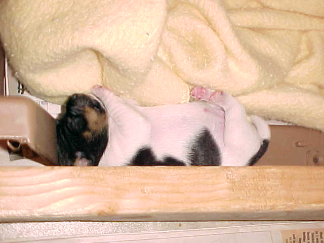 puppy 3 sleep