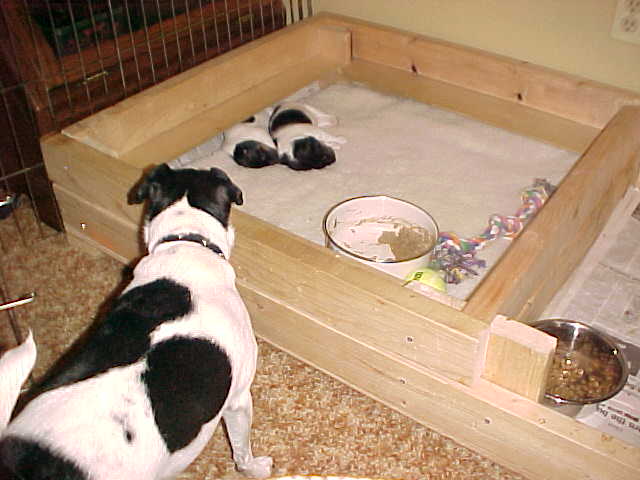 Maddy looks into box