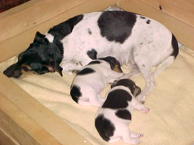 3 girls nap