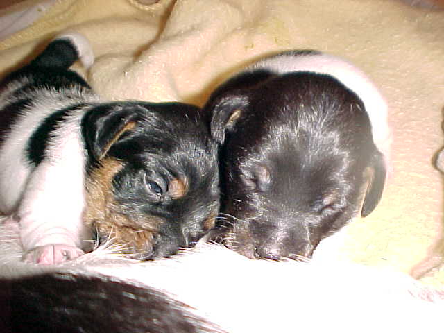 Puppies eating