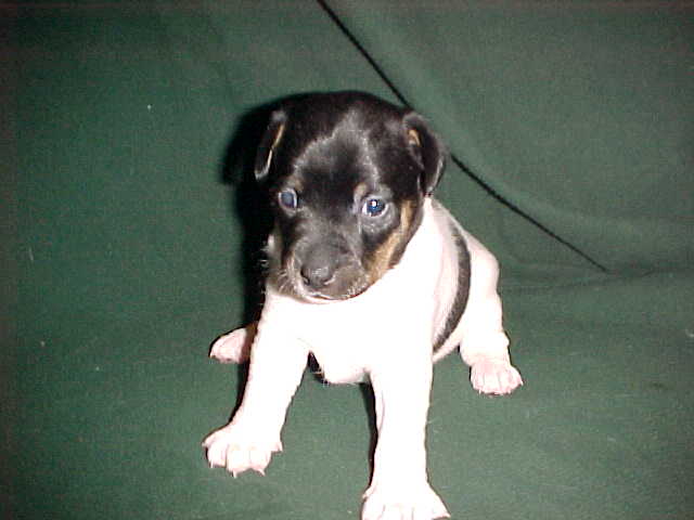 Annie Oakley 3 weeks