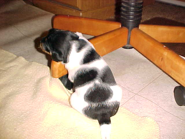 Calamity Jane attacks chair