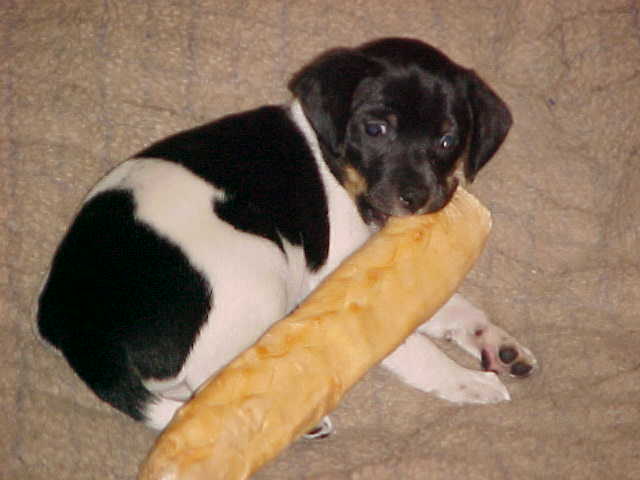 Annie with bone