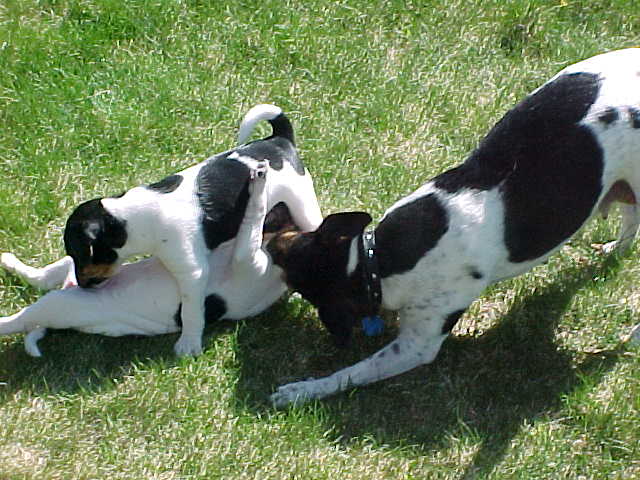 Kikka and pups play