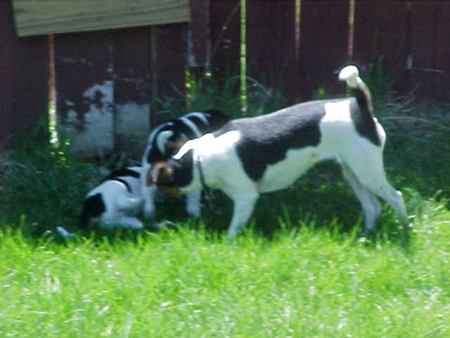 Greta and pups