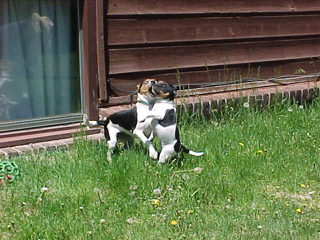 Calamity Jane and Greta play