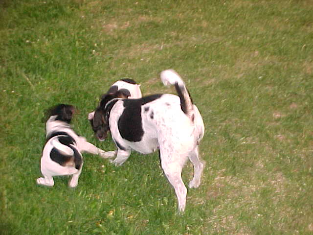 Kikka and pups play2