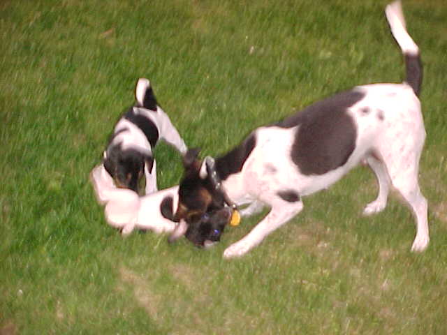 Kikka and pups play3