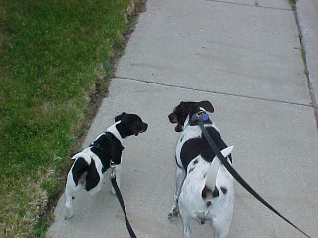 Annie Oakley's first walk