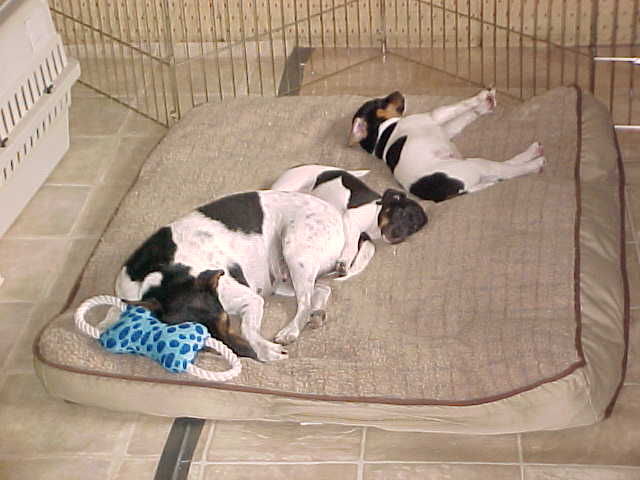 Kikka and pups sleep