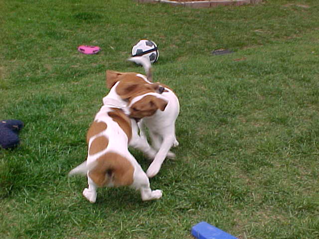 Ranger and Mona play