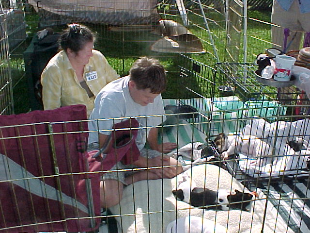 Puppy pen visitors