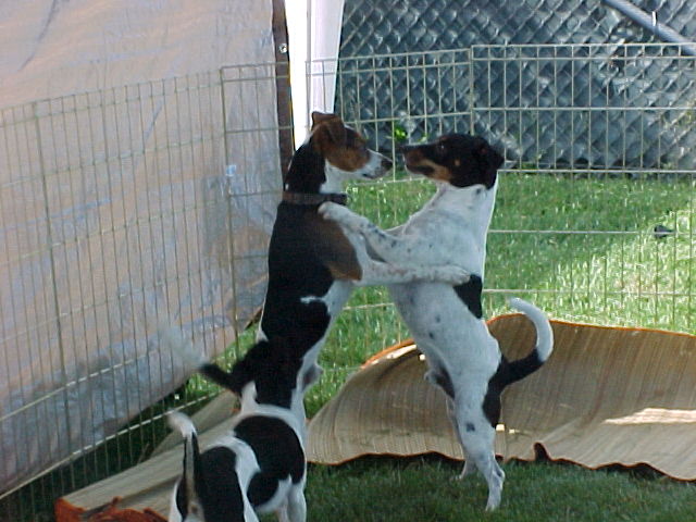 Cooper and Kemosabe play