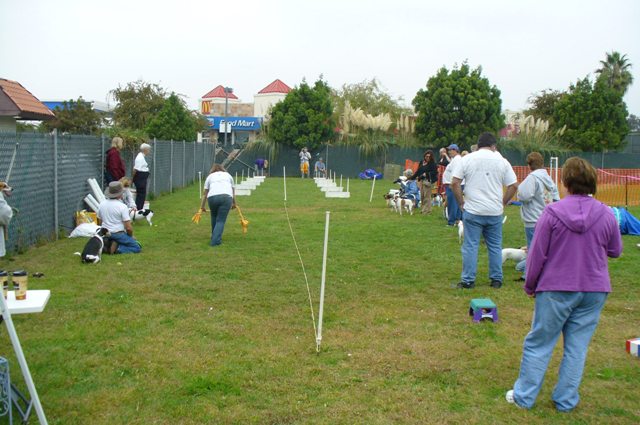 Flyball course