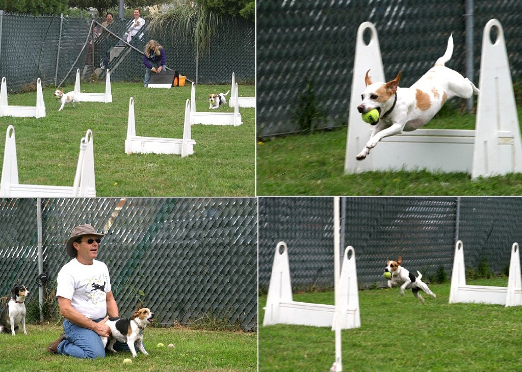 Flyball demo