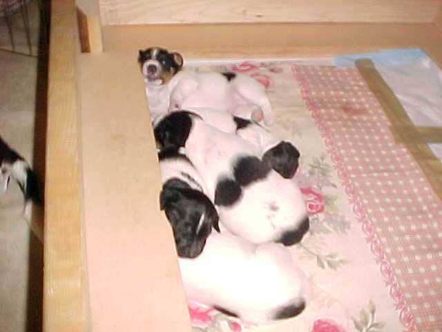 Litter3weeks