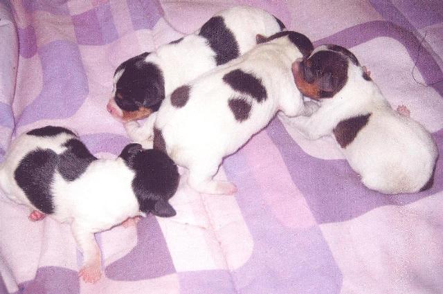 Greta's pups