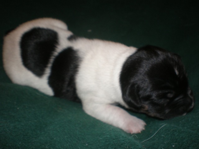 #5 one week old