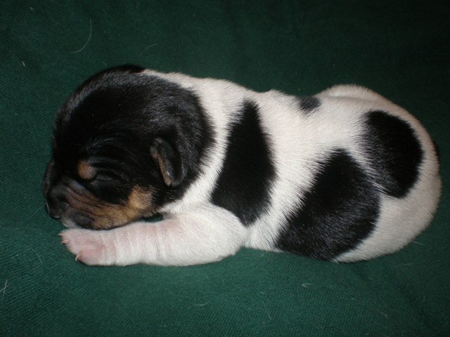 #3 one week old