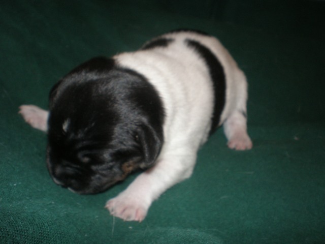 #5 one week old