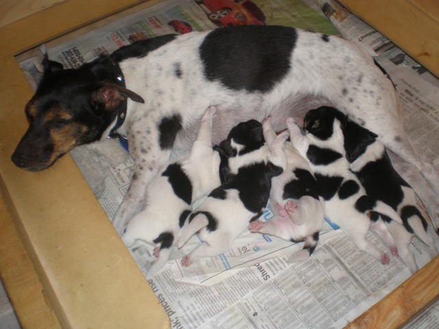 Kikka and pups 1 week