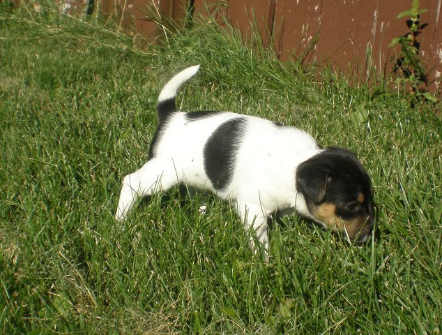 Daphne outside