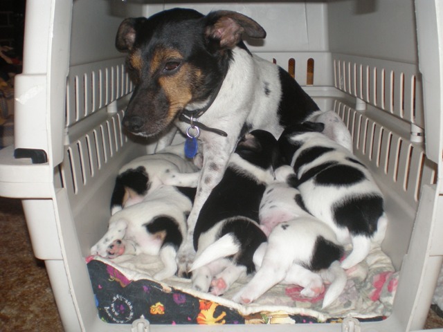 Feeding in the kennel