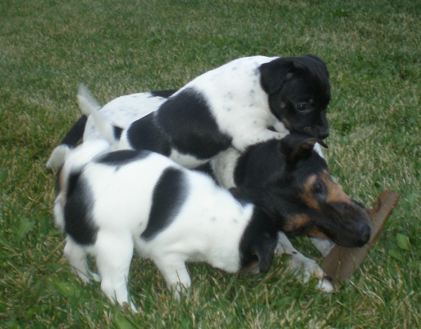 Kikka plays with her puppies