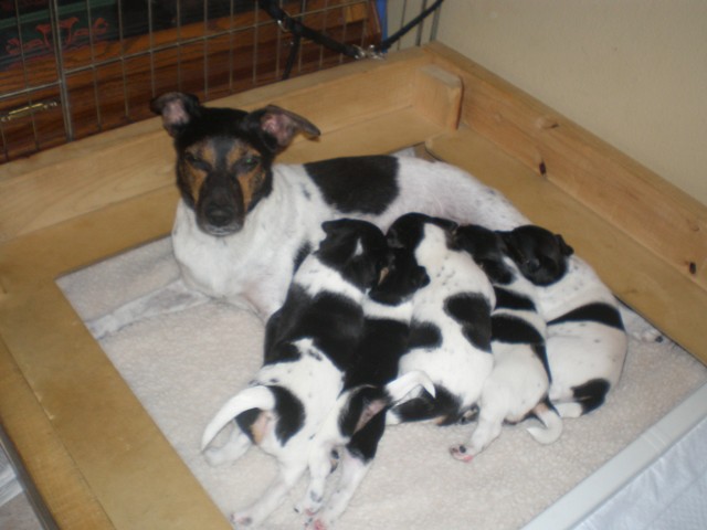 Feeding at 5 weeks in the box