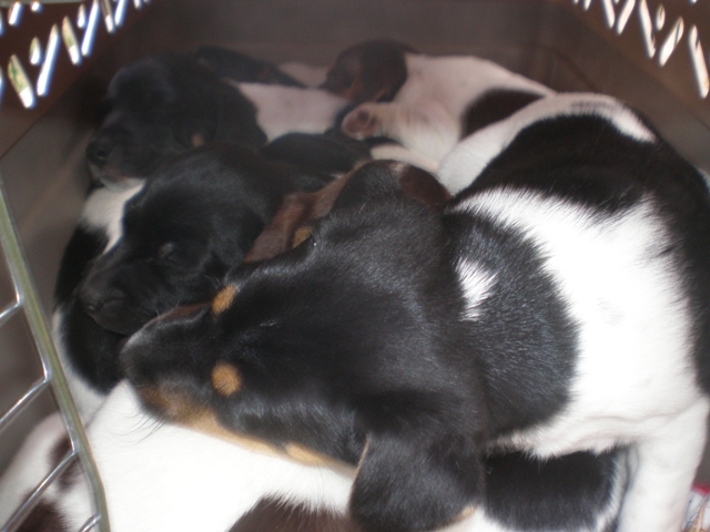 All 9 in one kennel