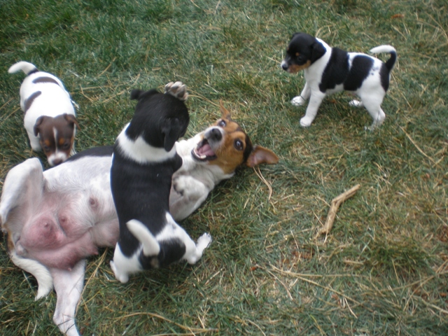 Dudley and Greta play