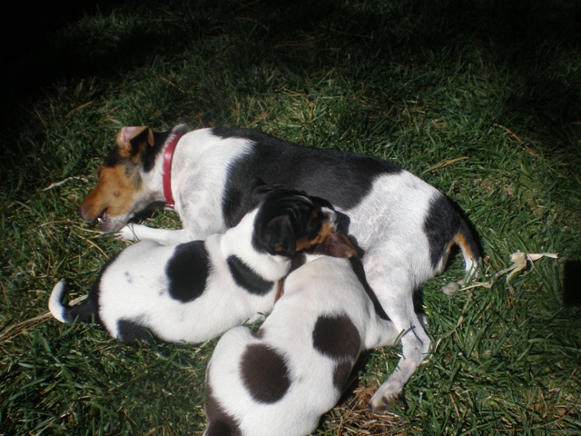 Greta Carson and Silverheels