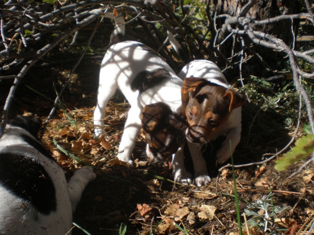 Girls digging