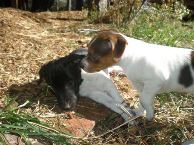 Dudley and Silverheels