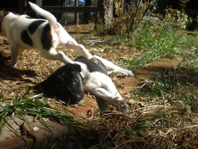 Silverheels and Dudley