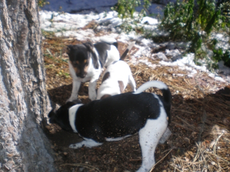 Dudley digging