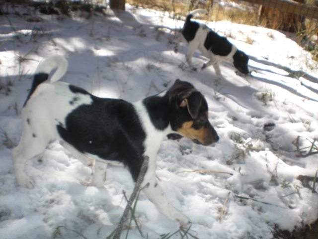 Daffy in the snow