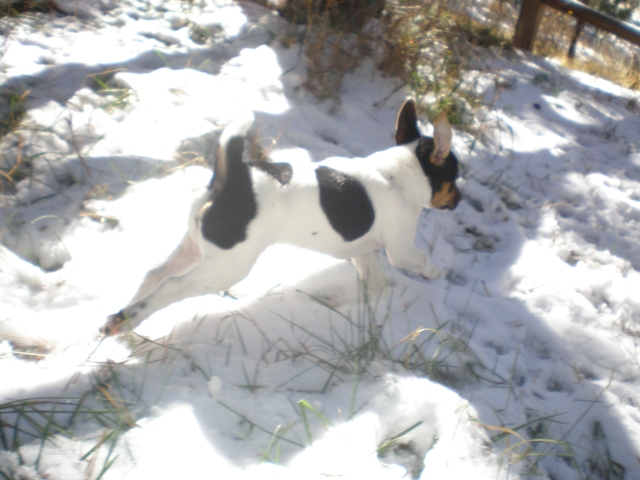 Daphne in the snow