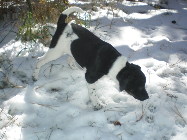 Dudley in the snow