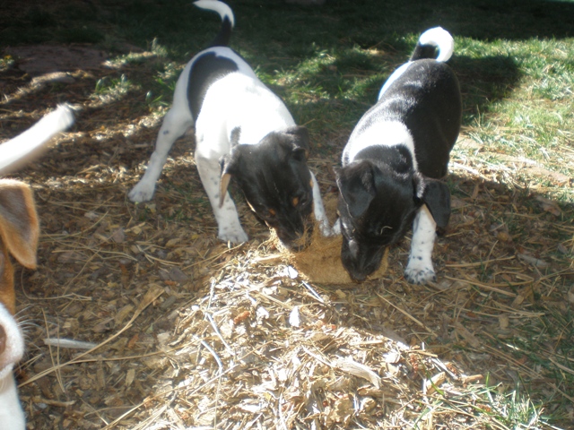 Donald and Dudley w roots