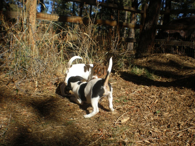 Carson meets Silverheels