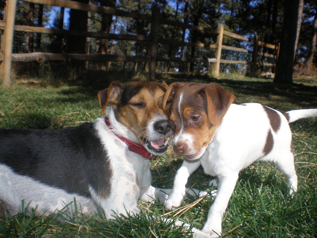 Greta and Silverheels