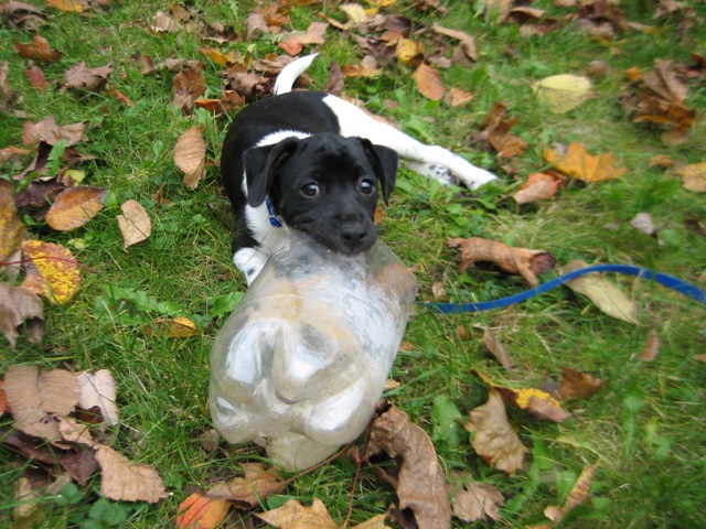 Hobbes full of himself and bottle